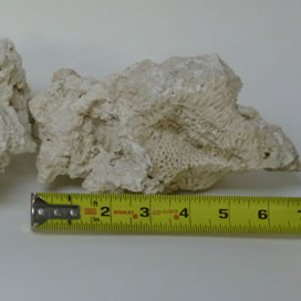 Coral base rock 